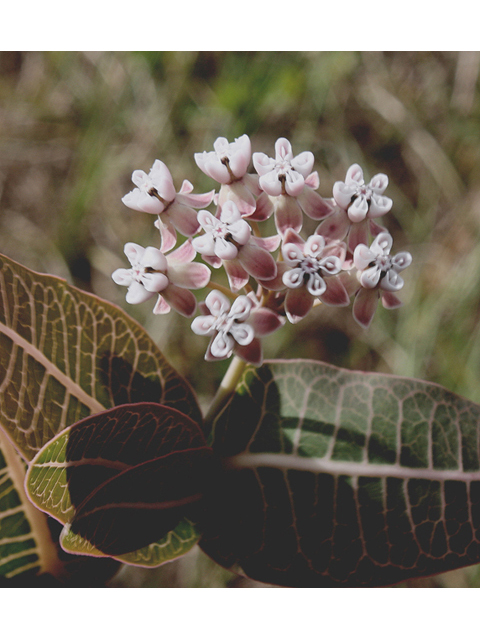 Asclepias humistrata (Pinewoods milkweed) #46831
