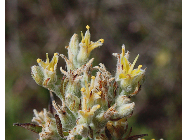 Lachnanthes caroliana (Carolina redroot) #46845