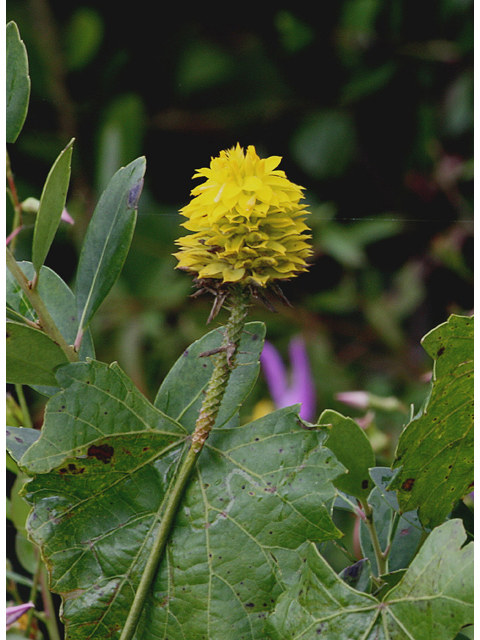 Polygala rugelii (Yellow milkwort) #46848