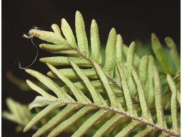 Pleopeltis polypodioides ssp. michauxiana (Resurrection fern) #59120