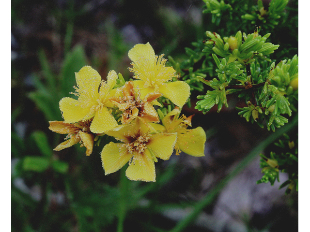Hypericum brachyphyllum (Coastal plain st. john's-wort) #59148