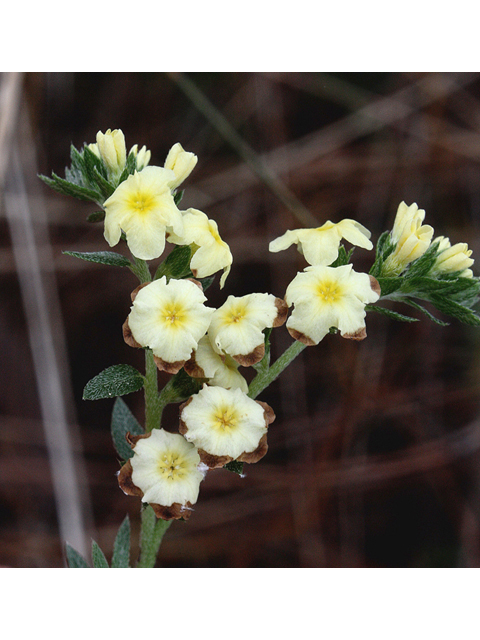 Heliotropium polyphyllum (Pineland heliotrope) #59172