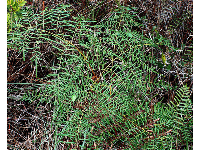 Pteridium caudatum (Southern bracken fern) #59176