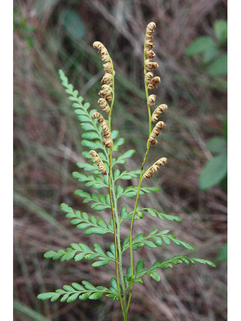 Anemia adiantifolia (Pine fern) #59182
