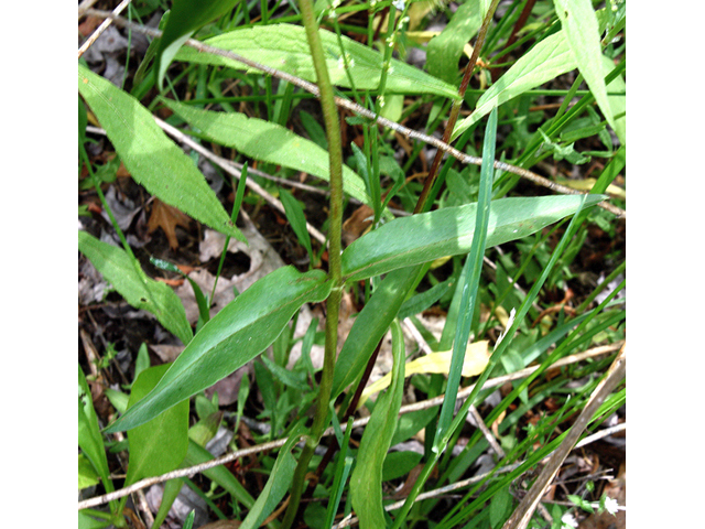 Phlox latifolia (Wideflower phlox) #59209
