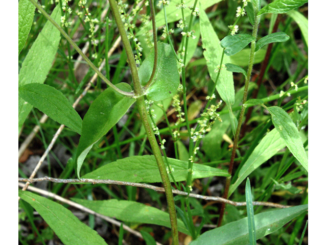 Phlox latifolia (Wideflower phlox) #59210