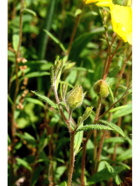 Helianthemum canadense (Longbranch frostweed) #59214