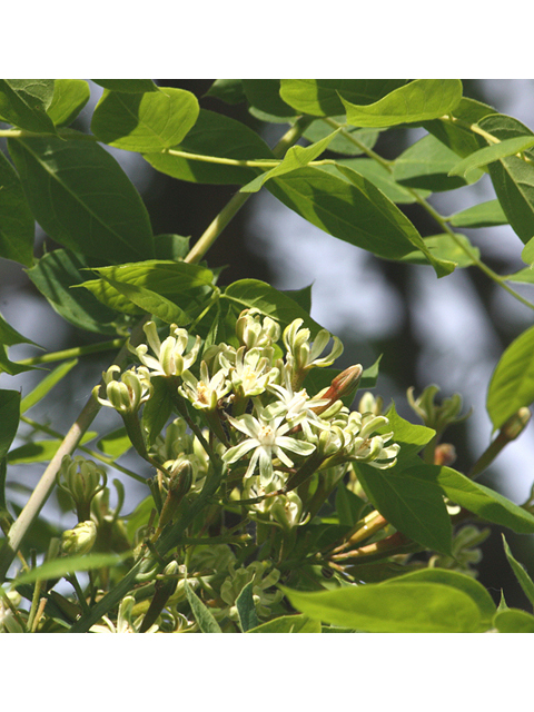 Gymnocladus dioicus (Kentucky coffeetree) #59217