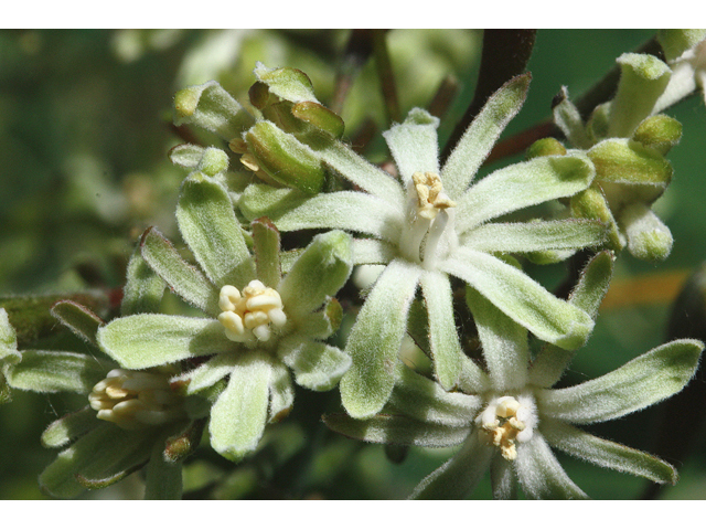 Gymnocladus dioicus (Kentucky coffeetree) #59218