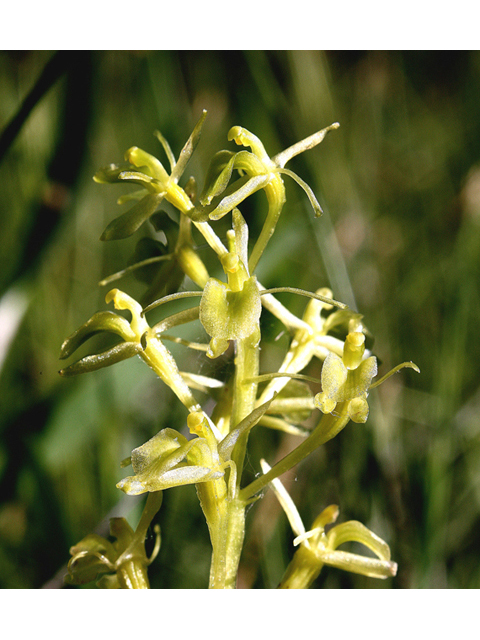 Liparis loeselii (Yellow widelip orchid) #59221