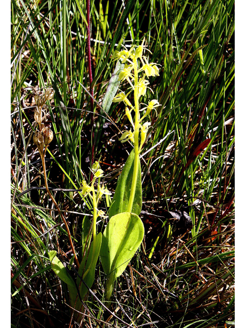 Liparis loeselii (Yellow widelip orchid) #59222
