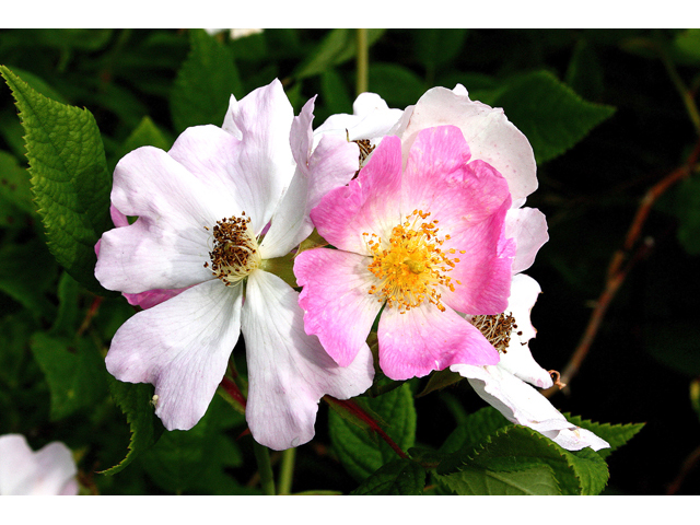 Rosa setigera (Climbing prairie rose) #59229