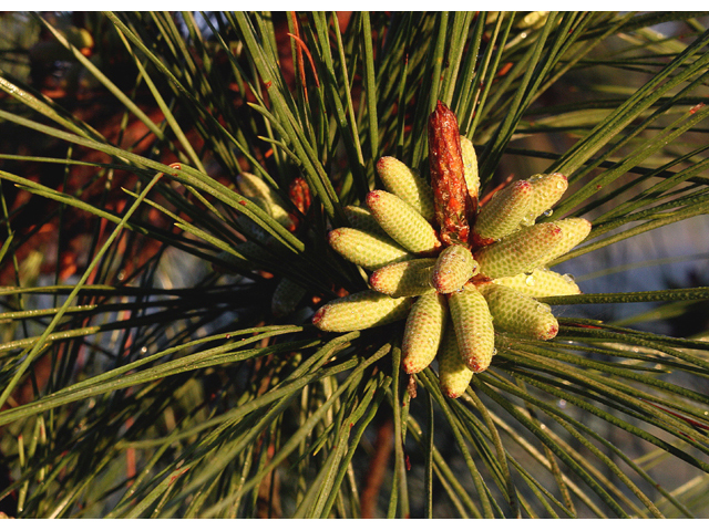 Pinus virginiana (Virginia pine) #59230