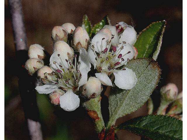 Aronia arbutifolia (Red chokeberry) #59241