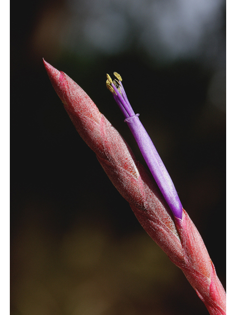 Tillandsia balbisiana (Northern needleleaf) #59250