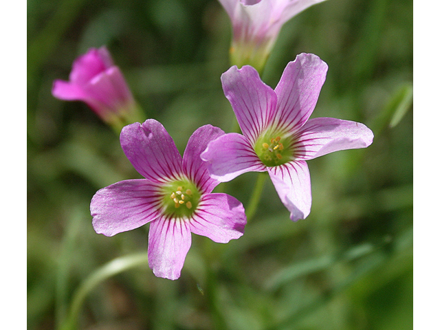 Oxalis violacea (Violet woodsorrel) #59253