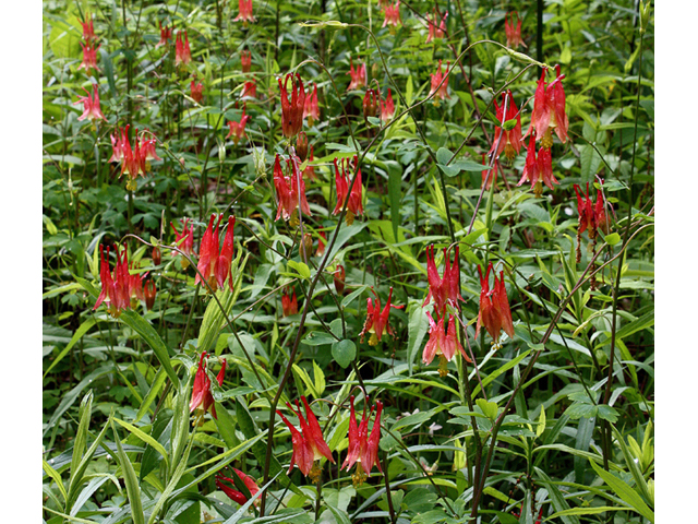 Aquilegia canadensis (Eastern red columbine) #60065