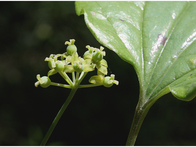 Smilax ecirrhata (Upright carrionflower) #60066