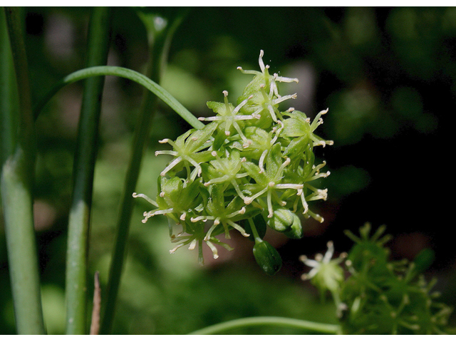 Smilax ecirrhata (Upright carrionflower) #60067