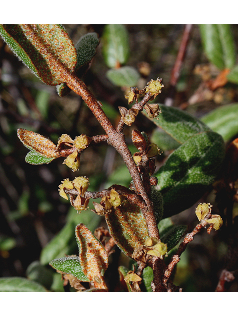Shepherdia canadensis (Russet buffaloberry) #60071