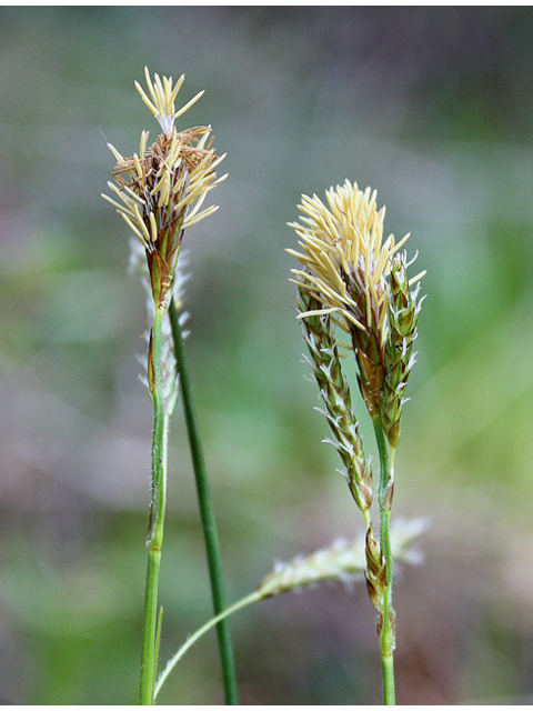 Carex magellanica (Boreal bog sedge) #60078