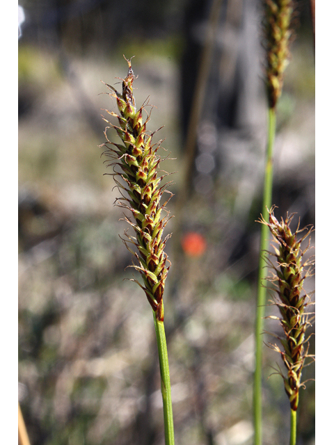 Carex scirpoidea (Northern singlespike sedge) #60079