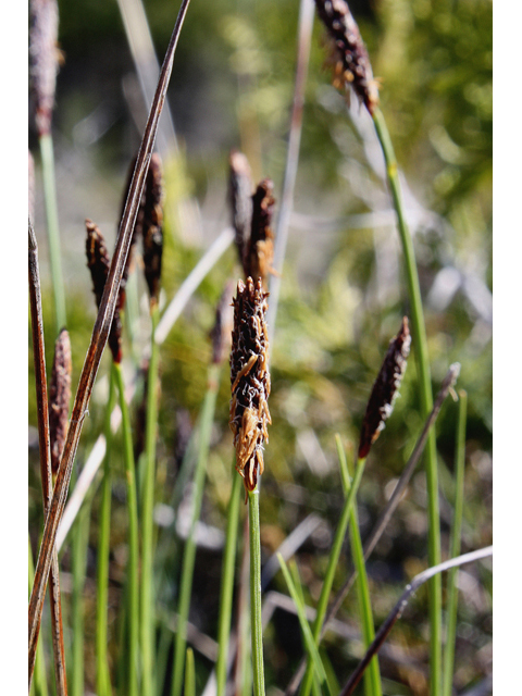 Carex scirpoidea (Northern singlespike sedge) #60080