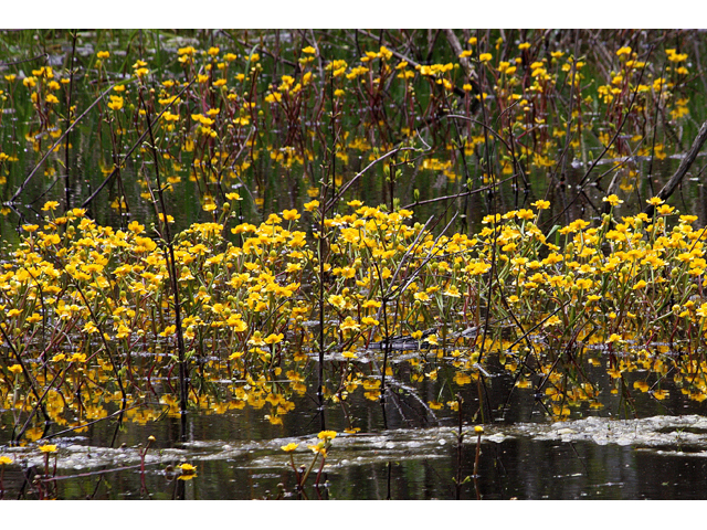 Ranunculus flabellaris (Yellow water buttercup) #60086