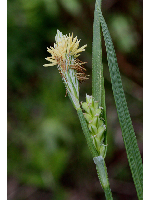 Carex blanda (Eastern woodland sedge) #60087