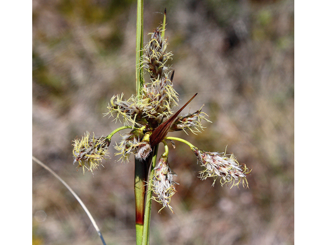 Eriophorum angustifolium (Tall cottongrass) #60115