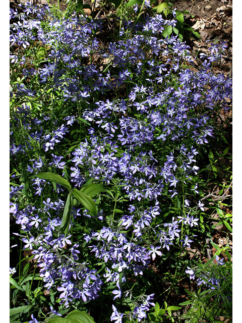 Phlox divaricata (Wild blue phlox) #60117