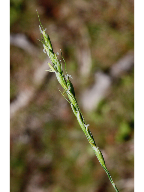 Oryzopsis asperifolia (Roughleaf ricegrass) #60120