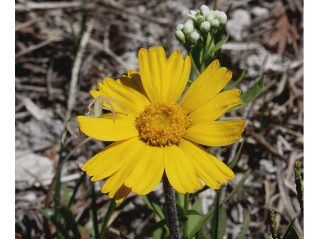 Tetraneuris herbacea (Eastern fournerved daisy) #60124