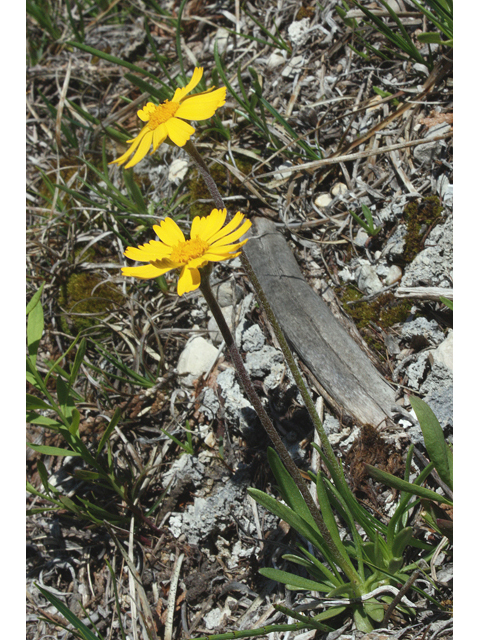 Tetraneuris herbacea (Eastern fournerved daisy) #60125