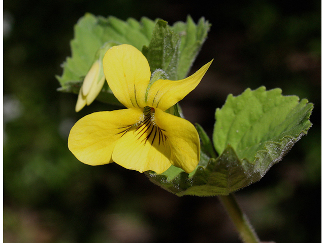 Viola pubescens (Downy yellow violet) #60128