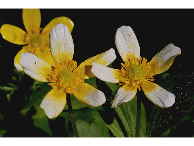 Ranunculus hispidus (Bristly buttercup) #60129
