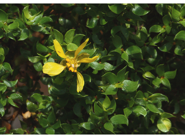 Larrea tridentata (Creosote bush) #60130