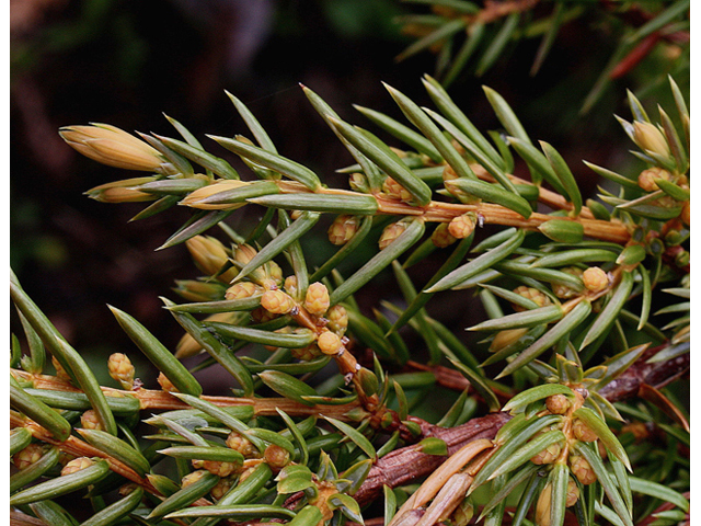 Juniperus communis (Common juniper) #60136