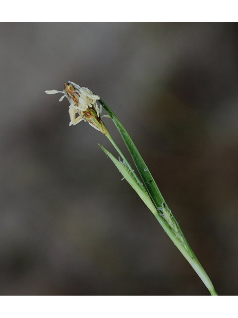 Carex umbellata (Parasol sedge) #60139