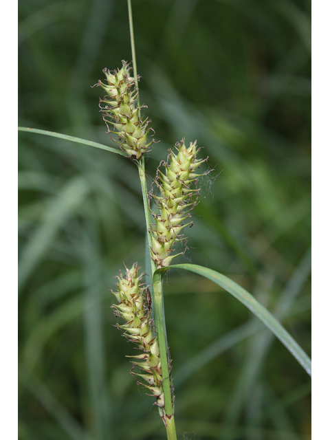 Carex trichocarpa (Hairyfruit sedge) #60149