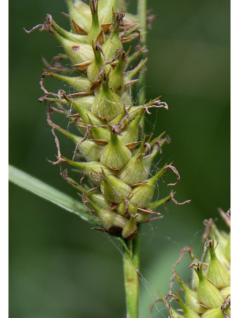Carex trichocarpa (Hairyfruit sedge) #60150