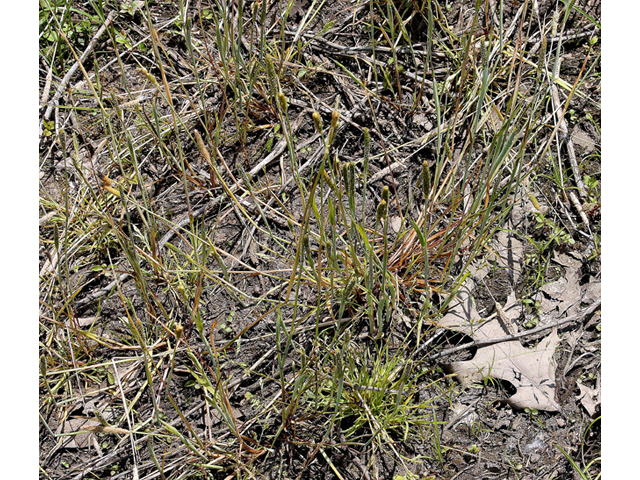 Alopecurus carolinianus (Carolina foxtail ) #60153