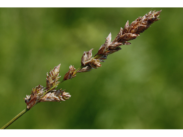 Carex diandra (Lesser panicled sedge) #60156