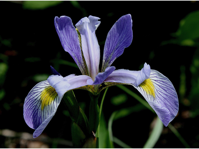Iris virginica (Virginia iris) #60158
