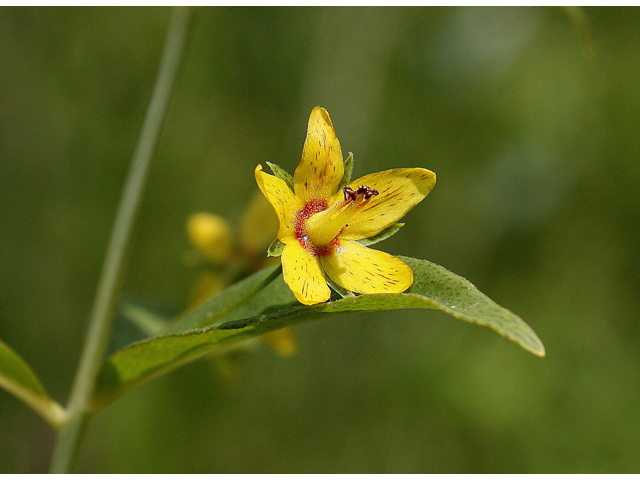 Lysimachia quadrifolia (Whorled yellow loosestrife) #60161