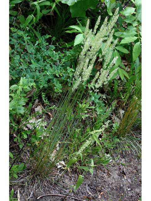 Calamagrostis stricta (Slimstem reedgrass) #60162