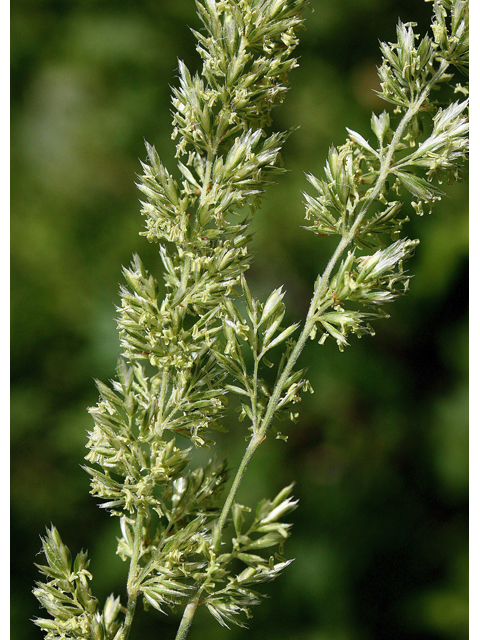 Calamagrostis stricta (Slimstem reedgrass) #60163