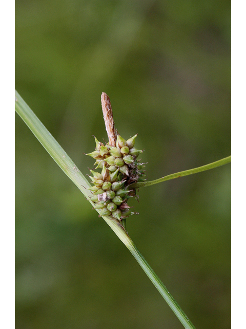 Carex viridula (Little green sedge) #60165