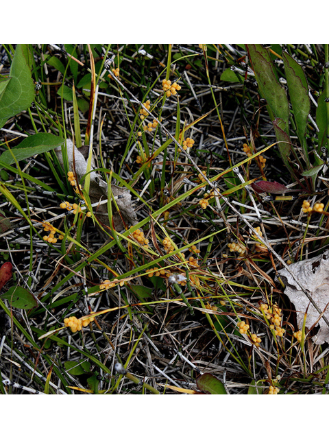 Carex aurea (Golden sedge) #60181