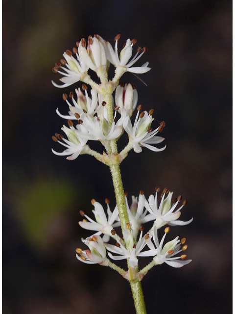 Triantha glutinosa (Sticky tofieldia) #60185